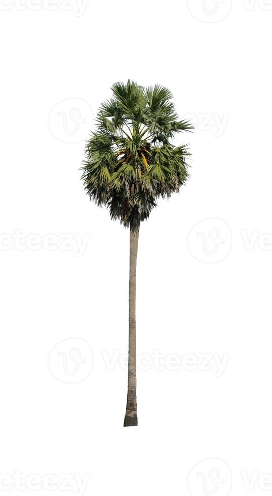 sugar palm that are isolated on a white background are suitable for both printing and web pages photo