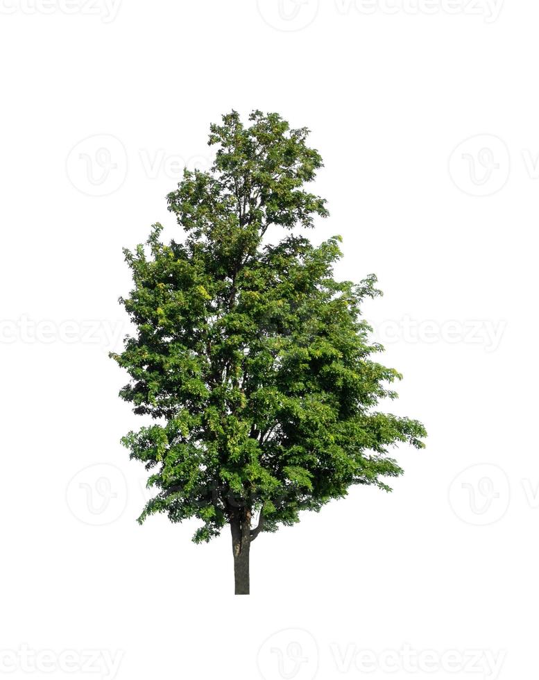 Tree that are isolated on a white background are suitable for both printing and web pages photo