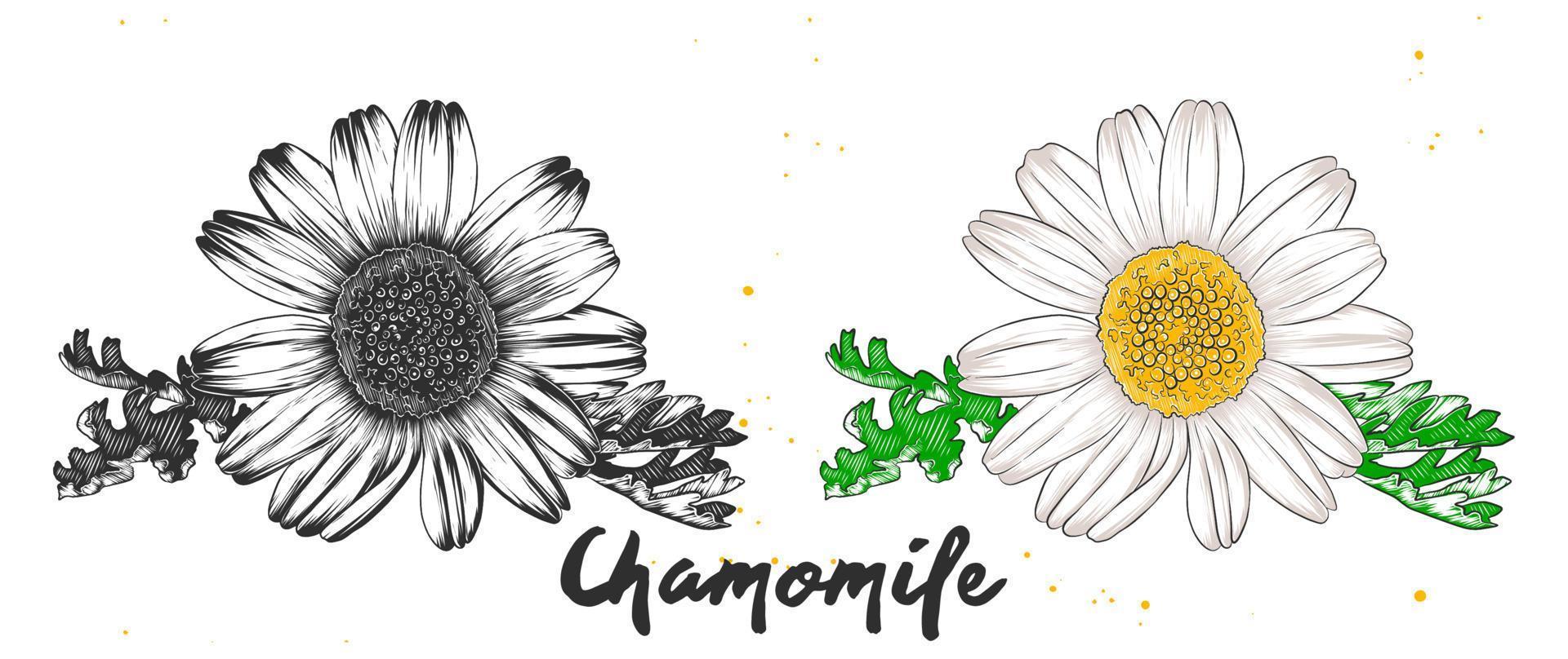 Vector engraved style illustration for posters, decoration and print. Hand drawn sketch of chamomile flower in monochrome and colorful. Detailed vegetarian food drawing.