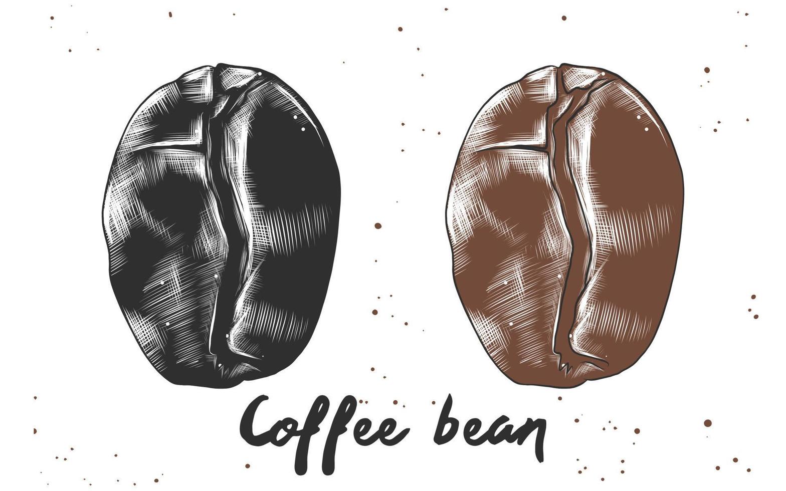 Vector engraved style illustration for posters, decoration and print. Hand drawn sketch of coffee bean in monochrome and colorful. Detailed vegetarian food drawing.