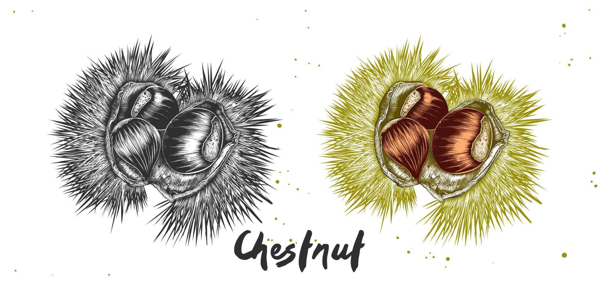 Vector engraved style illustration for posters, decoration, label, packaging and print. Hand drawn sketch of chestnut in monochrome and colorful. Detailed vegetarian food drawing.