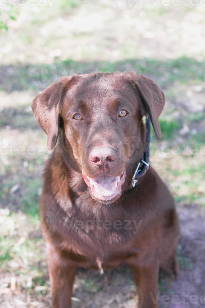 Close up portrait of chocolate Labrador retriever dog on a walk in the summer park. photo