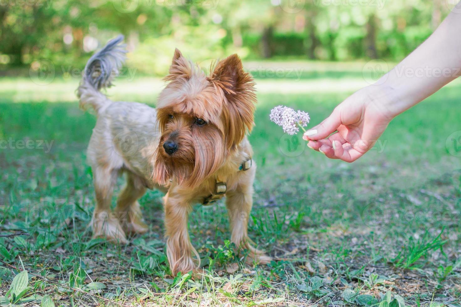 Cute beautiful dog of Yorkshire Terrier on the walk in the park with flowers. photo