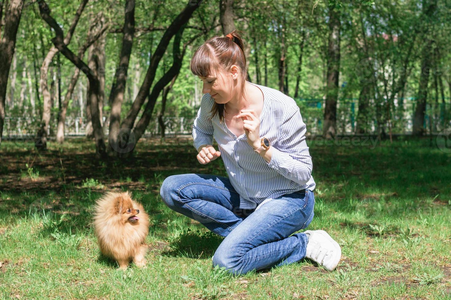 Caucasian woman is playing with her puppy of Pomeranian Spitz dog on the grass in park. photo