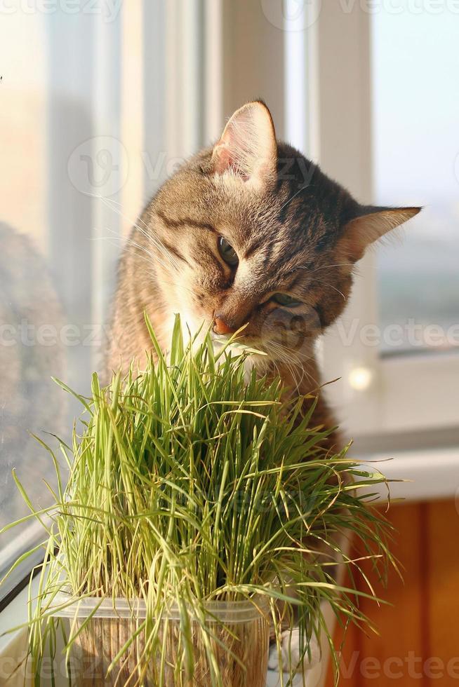 adorable gato atigrado marrón de pelo corto con ojos verdes está sentado cerca de la ventana y comiendo hierba para mascotas. foto