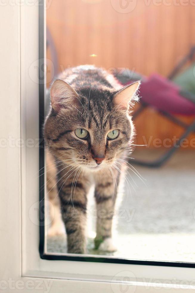 Beautiful short haired brown tabby cat with green eyes is standing in sunshine at home. Morning lazy vibes. photo