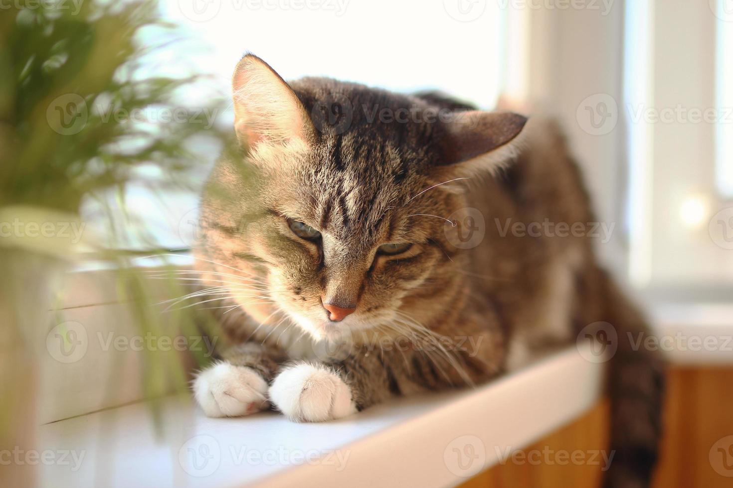 Adorable short haired brown tabby cat with green eyes is resting at the morning on windowsill near to pot plant. photo