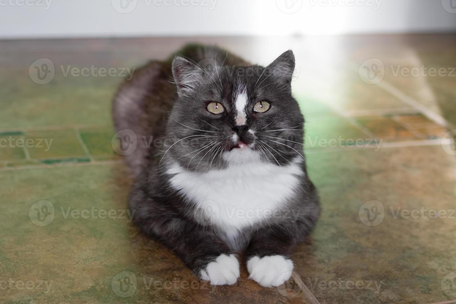Portrait of fluffy gray and white cat on a floor in kitchen in sunny morning. photo