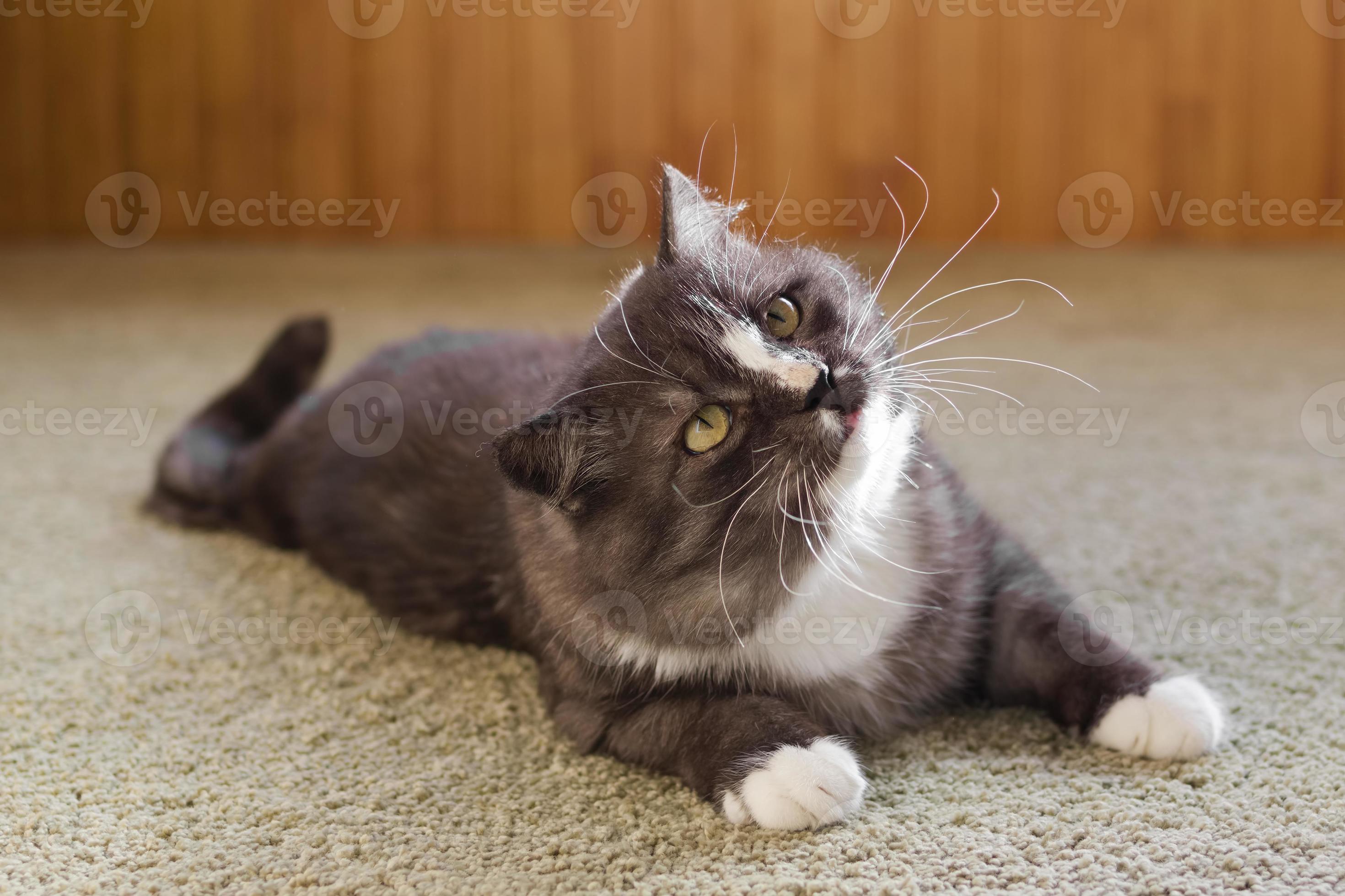 Beautiful fluffy gray and white domestic cat is resting at home