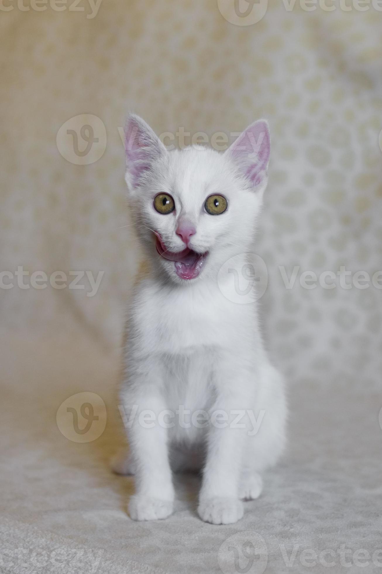 Little white kitten with open mouth. Cat smacking her lips tongue out