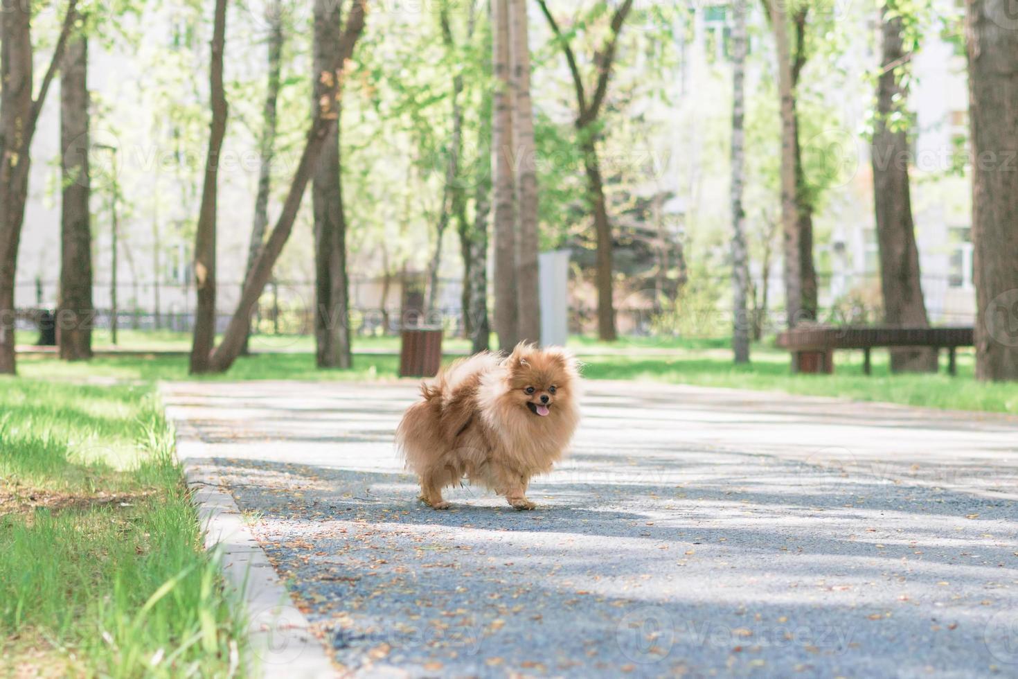 lindo cachorro pomeranian spitz perro está caminando en un parque. foto