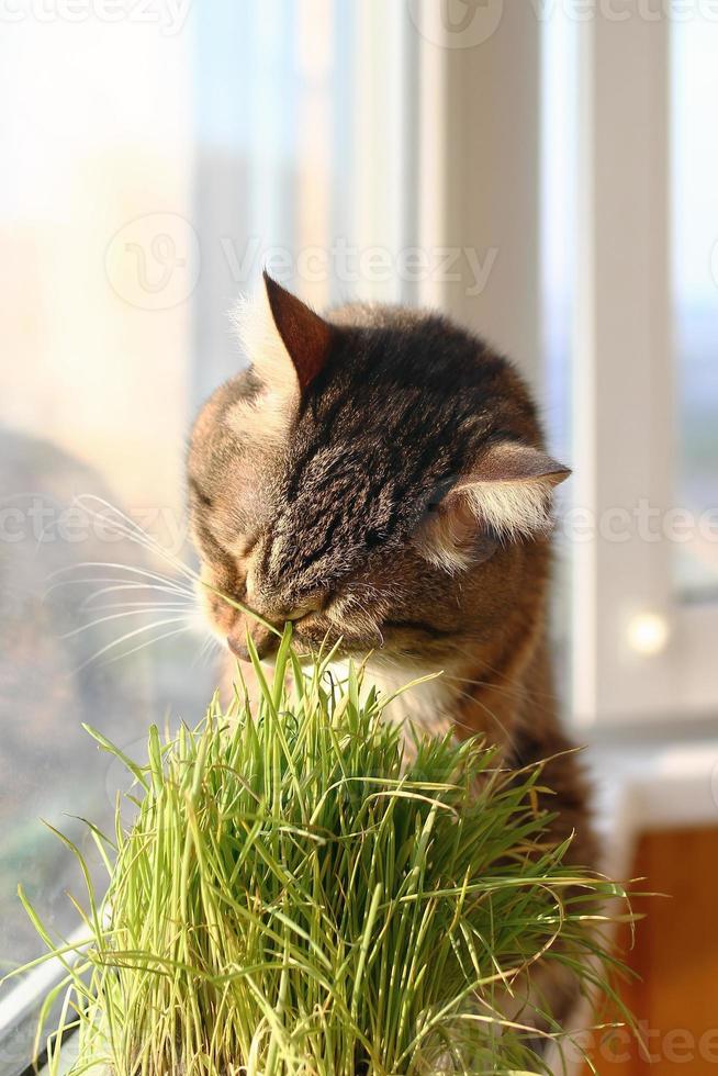 adorable gato atigrado marrón de pelo corto con ojos verdes está sentado cerca de la ventana y comiendo hierba para mascotas. foto