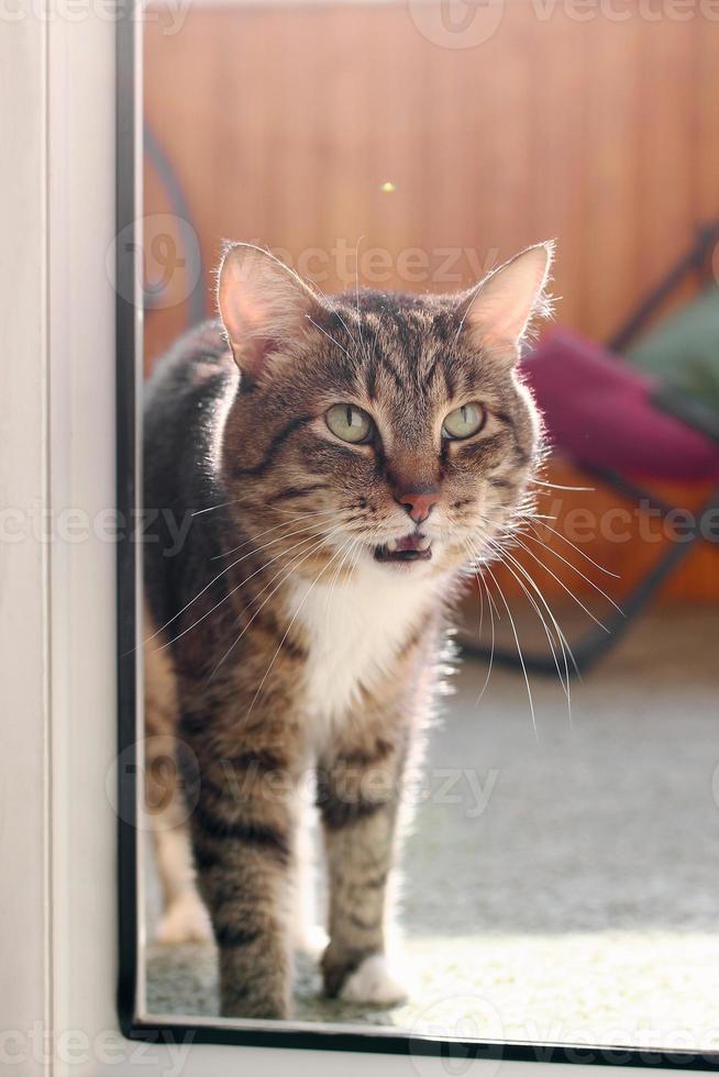 Beautiful short haired brown tabby cat with green eyes is standing in sunshine at home. Morning lazy vibes. photo