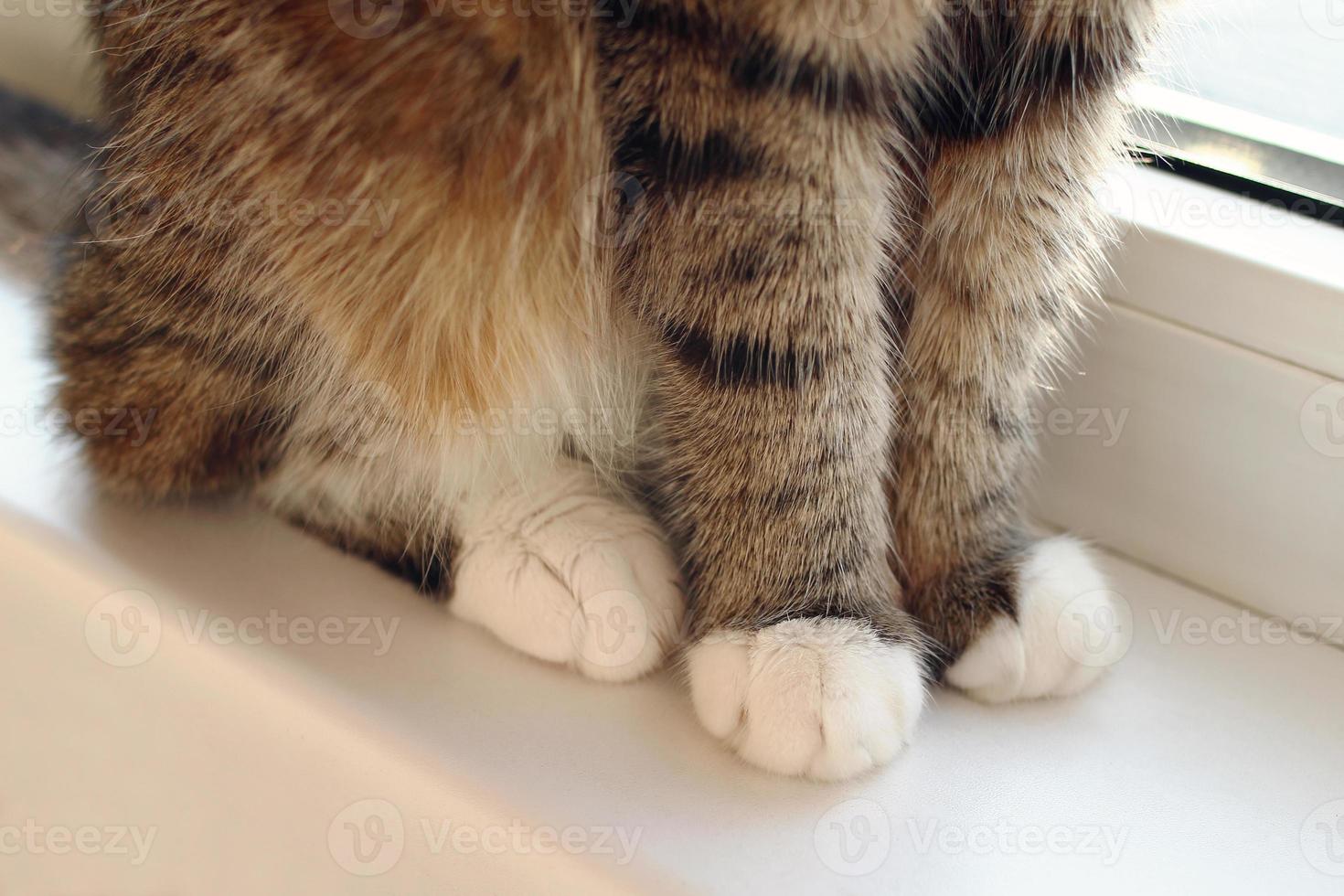 Close up of fluffy paws of brown tabby cat. photo