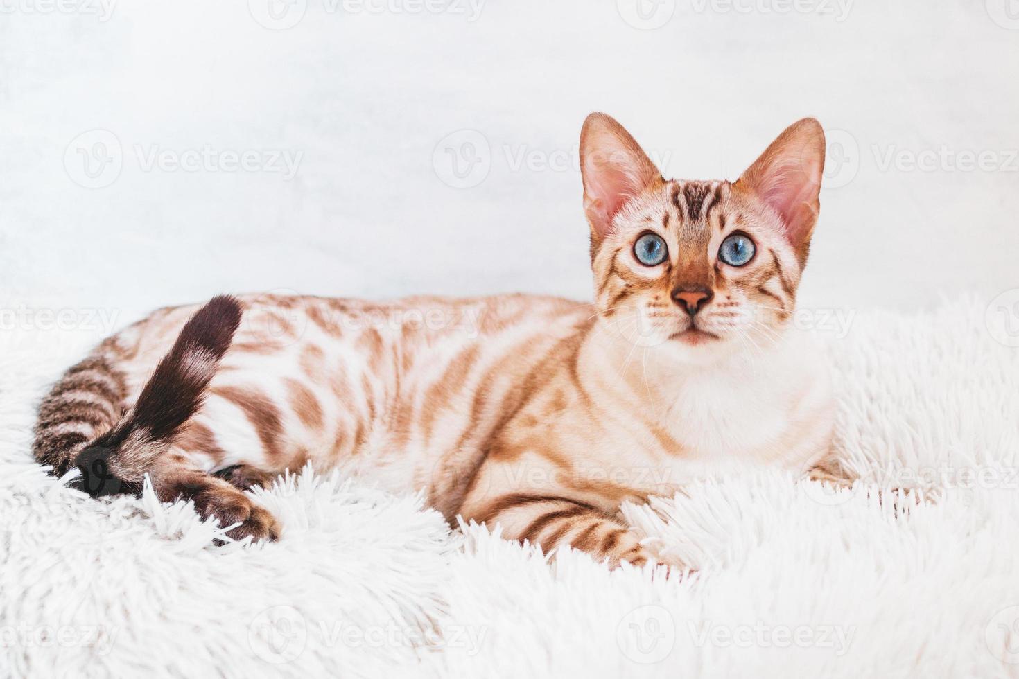 Adorable Bengal cat with beautiful blue eyes on white and light-blue background. photo