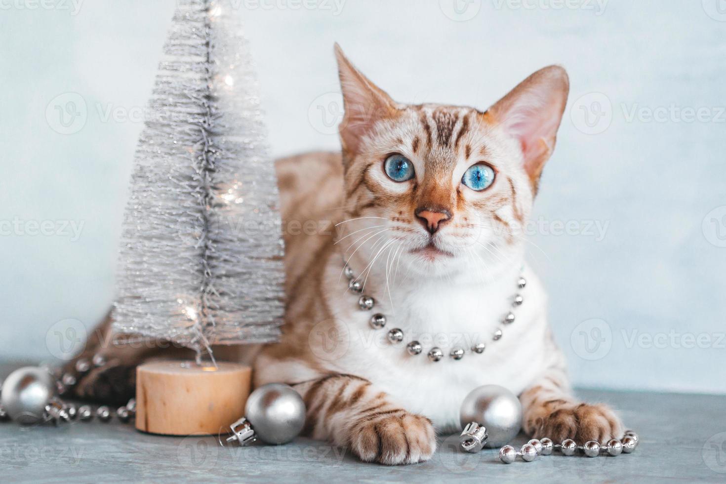Portrait of beautiful Bengal cat with blue eyes and with Christmas decorations on gray background. photo