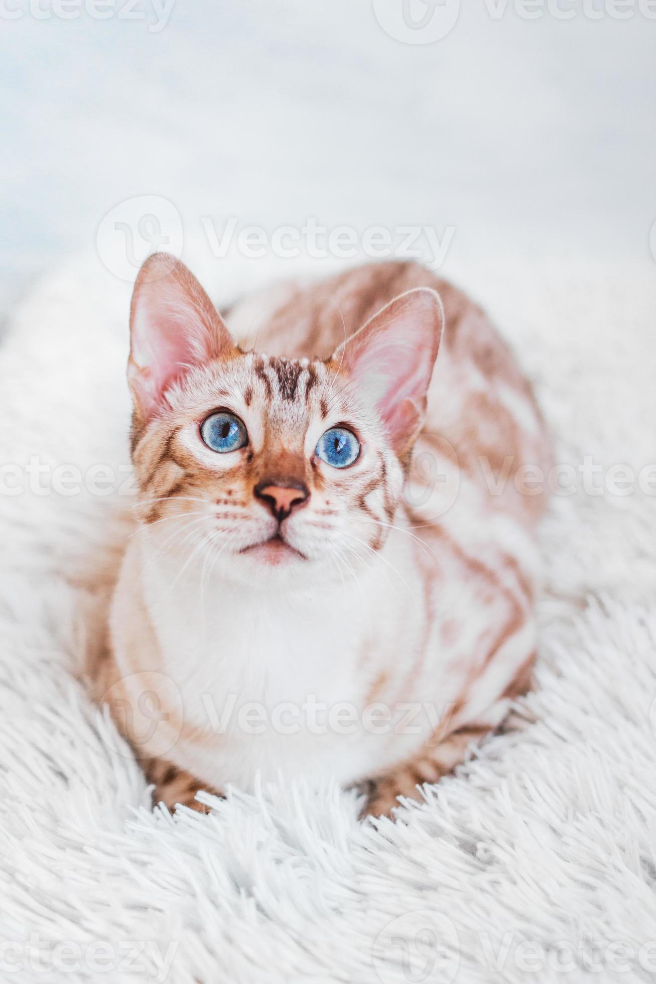 Portrait of young Bengal cat with beautiful blue eyes on white soft plaid. 12607325 Stock Photo