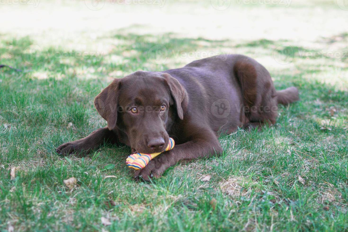 Chocolate Labrador retriever dog is playing with toy on a grass. photo