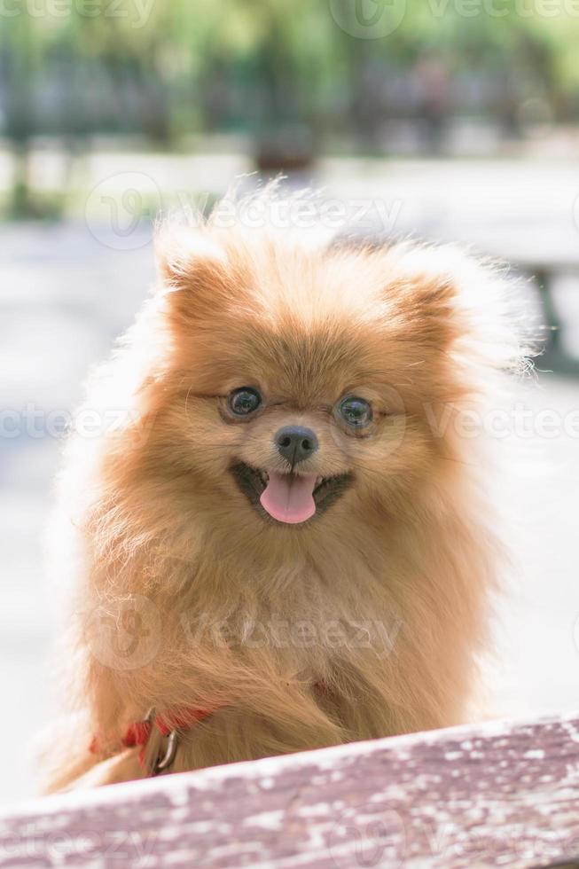 retrato de un adorable perro pomeraniano naranja sonriente en un paseo de verano. foto