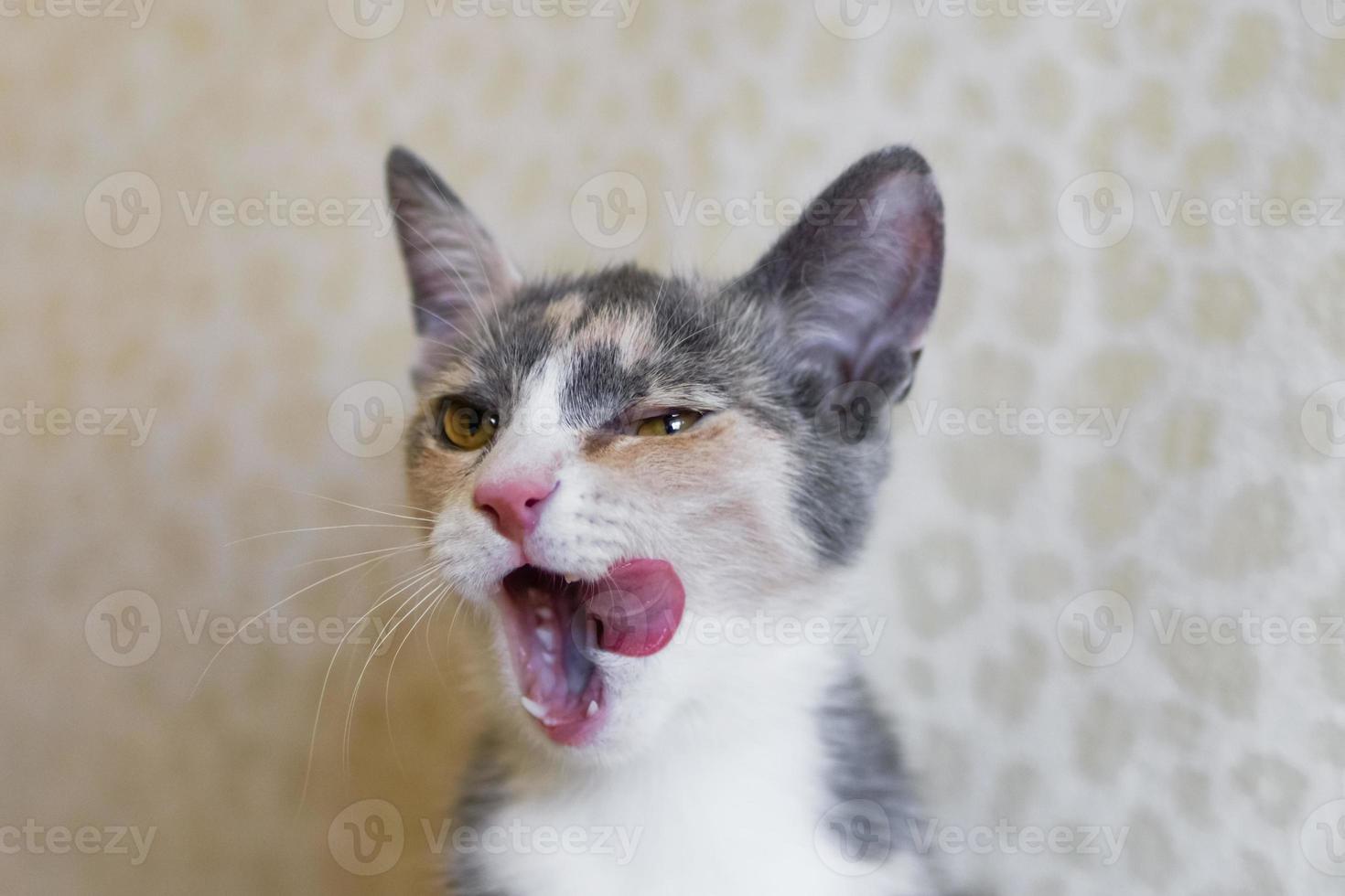 Portrait of little tricolor kitten with open mouth. Cat smacking her lips tongue out. photo