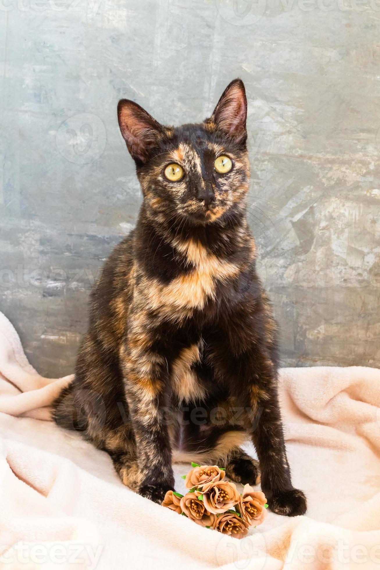 Portrait of beautiful three color cat with green eyes sitting on beige