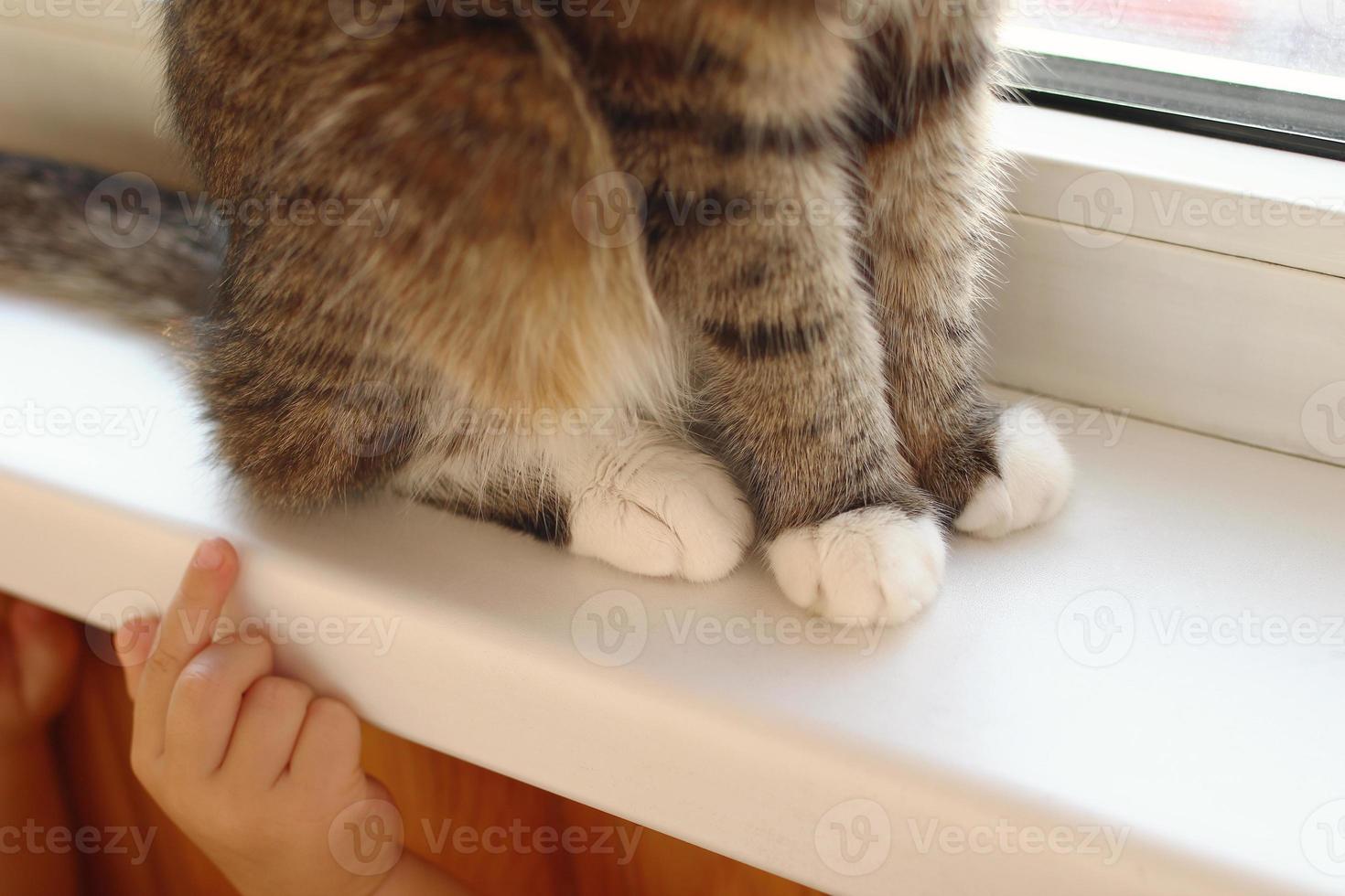 Close up of fluffy cats paws. Child is trying to touch a cat with hand. Friendship between cat and child. photo