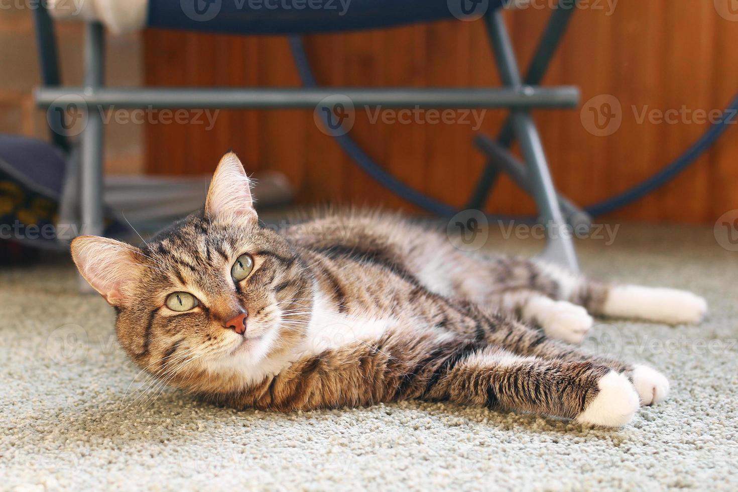 Cute short haired brown tabby cat with green eyes is resting on a floor in balcony. photo