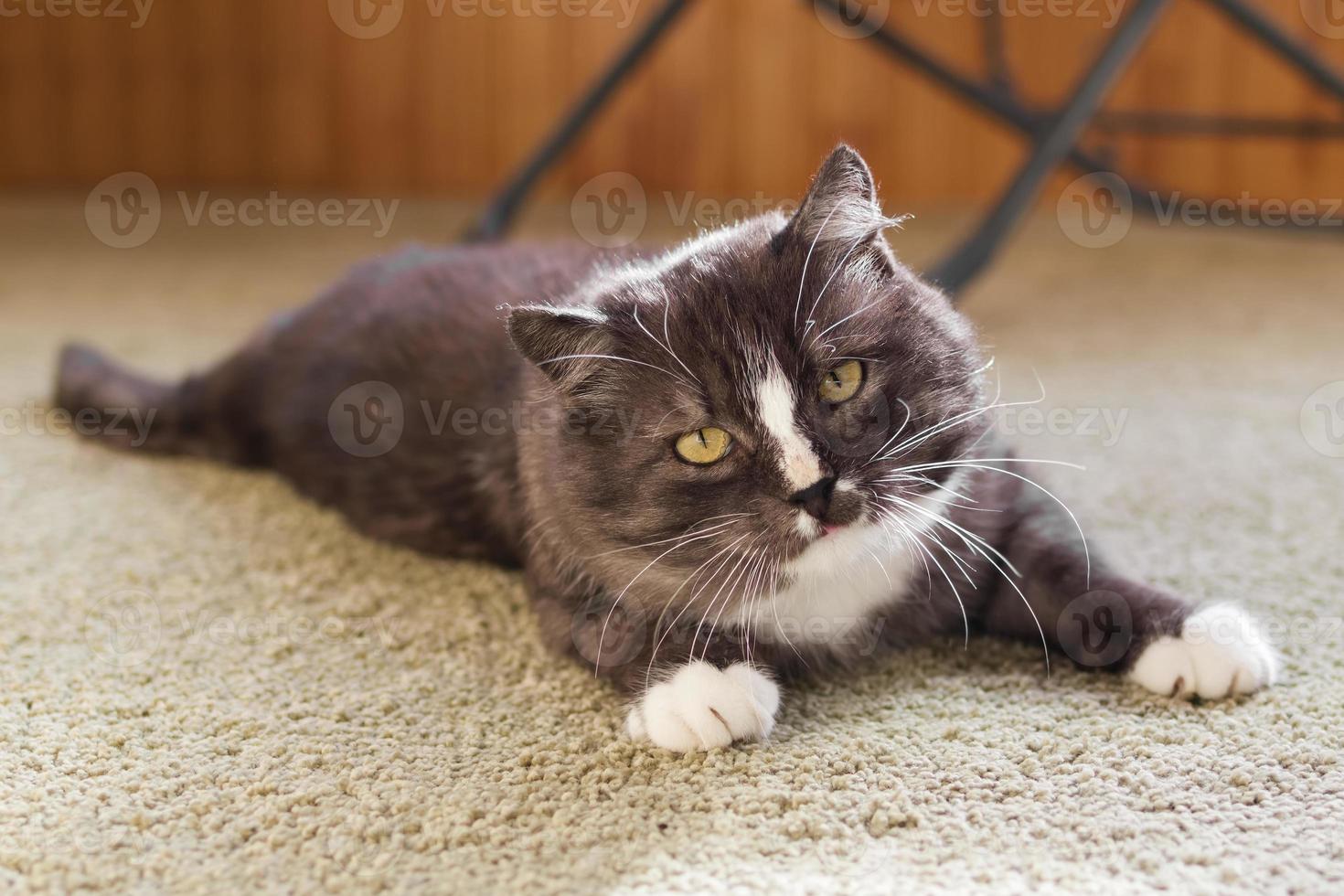 Beautiful fluffy gray-white cat is resting at home in sunlight. Morning lazy vibes. photo
