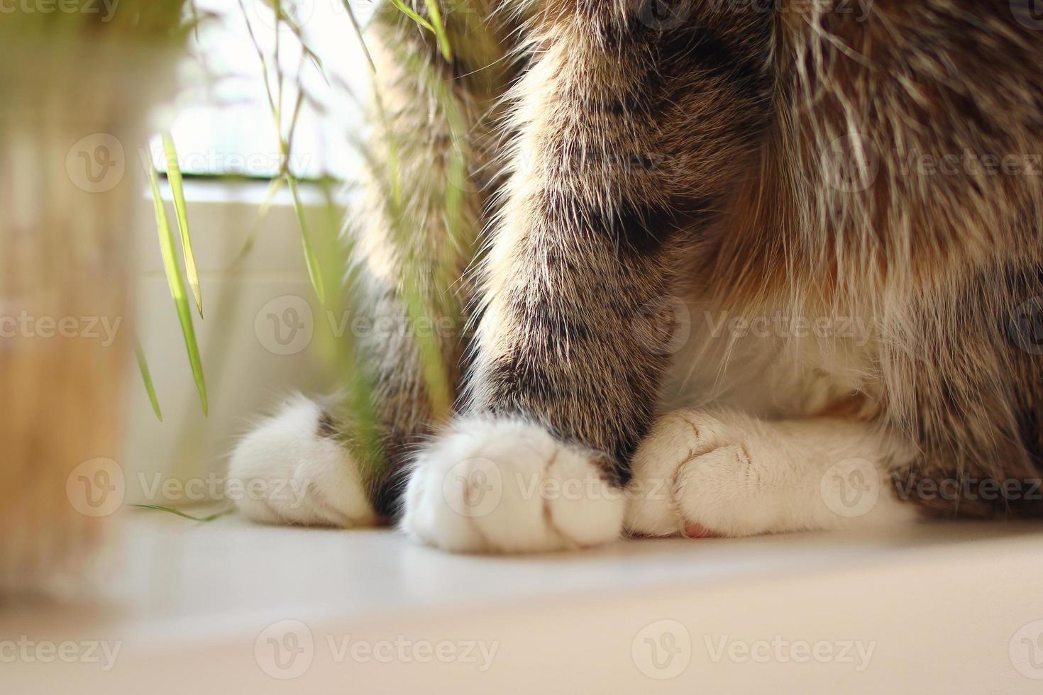 Close up of fluffy paws of brown tabby cat near to pot plant in sunshine. photo