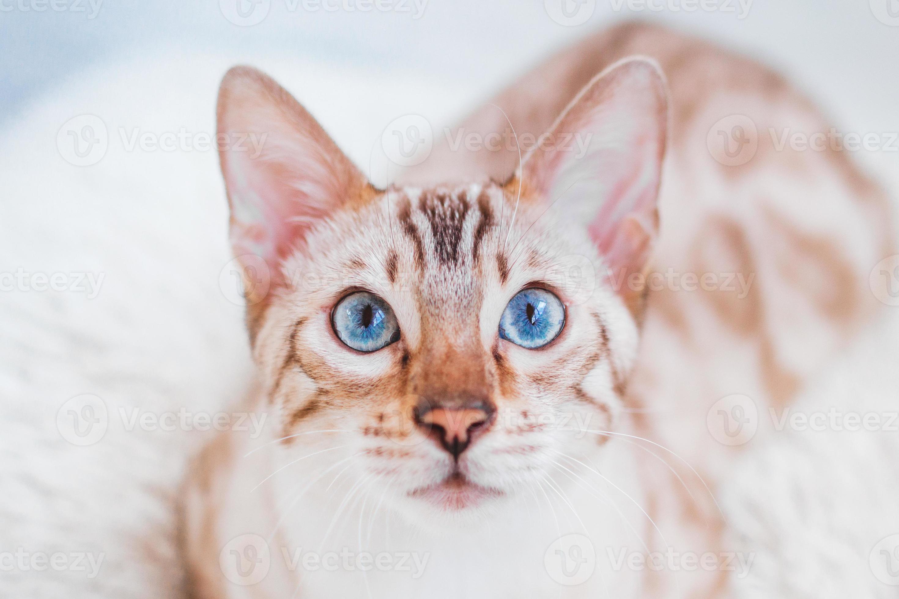 Close up portrait of beautiful Bengal cat with blue eyes on gray background. 12607464 Stock