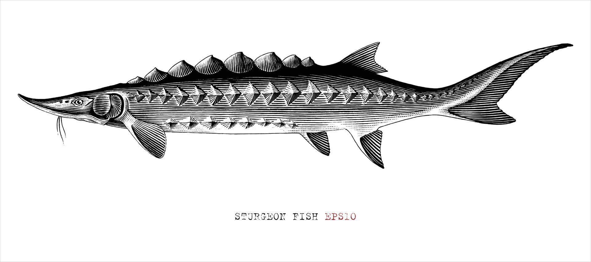 Sturgeon fish hand drawing engraving style clip art vector