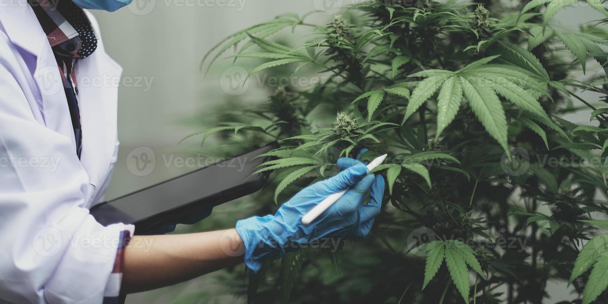 An Asian woman Agriculturist, Researcher, Farmer or Gardener recording cannabis cultivation data on a tablet to improve quality, under the soft of sunlight. photo