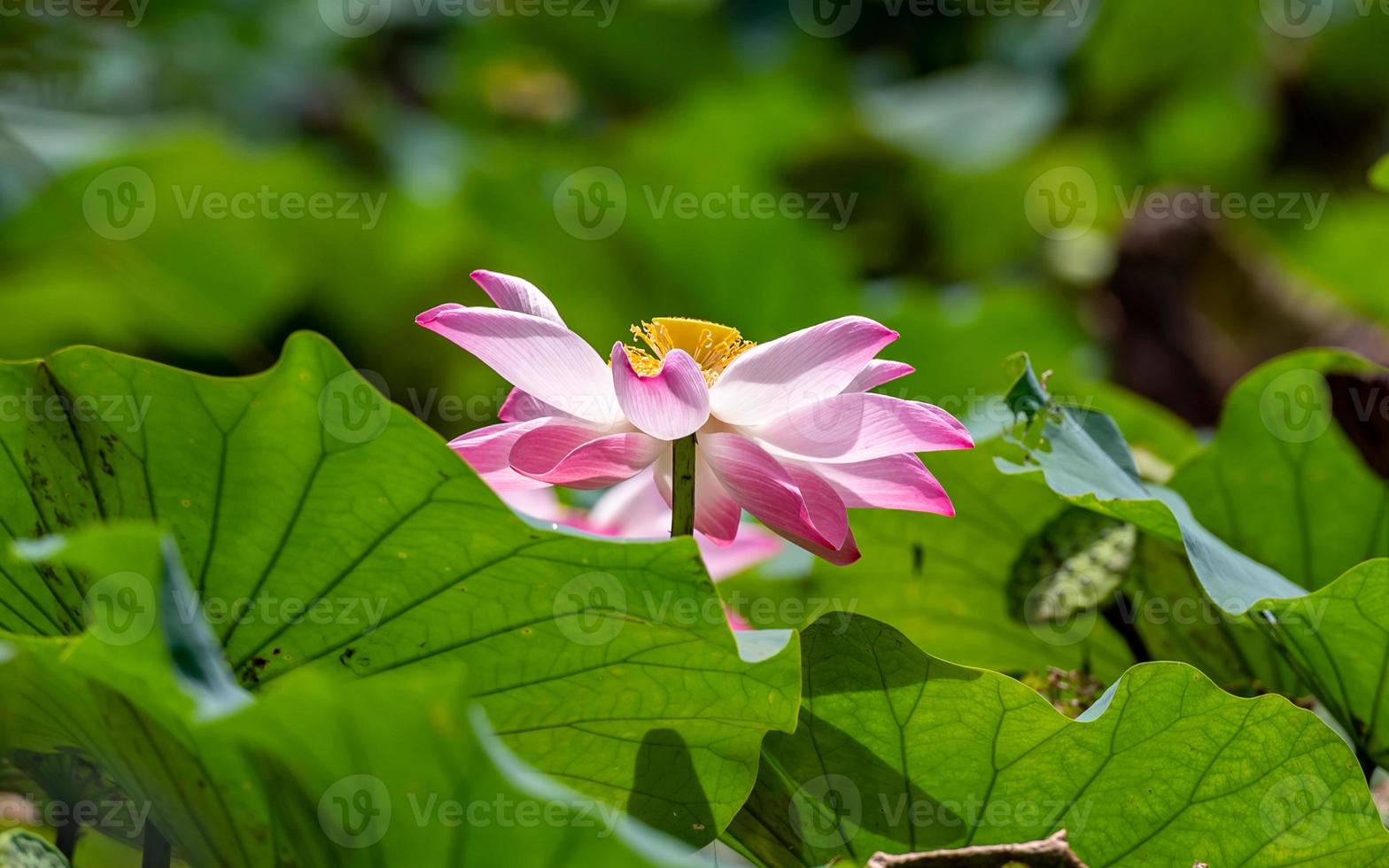 lotus flower blooming in the pond photo