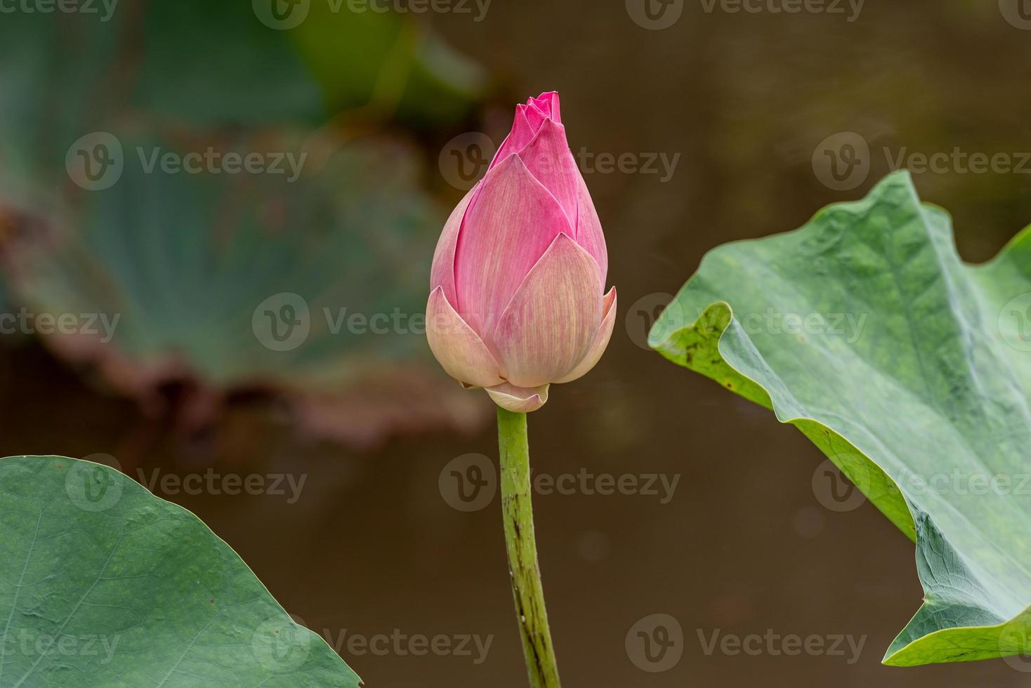 lotus flower blooming in the pond photo
