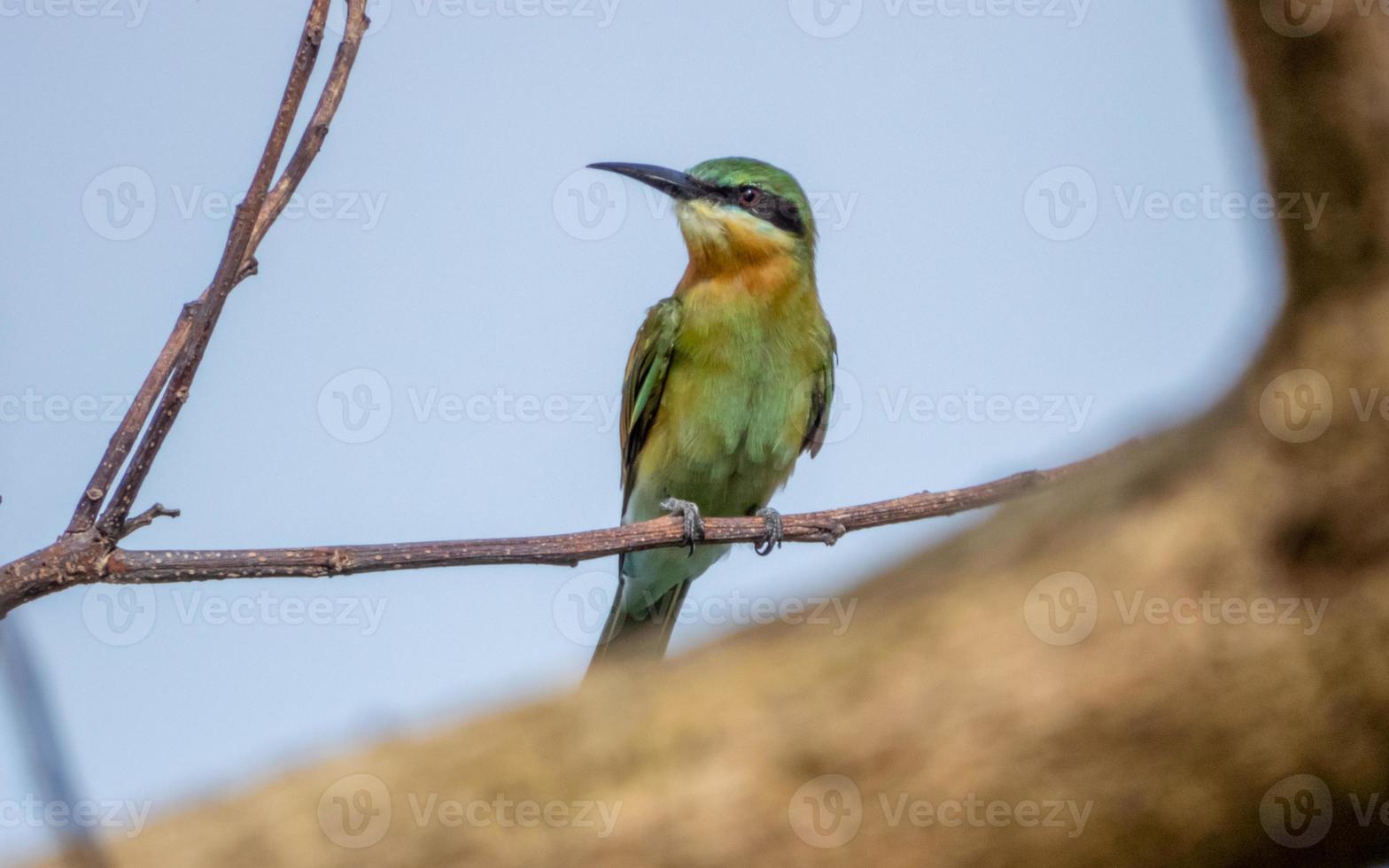 Blue tailed bee eater perched on tree photo