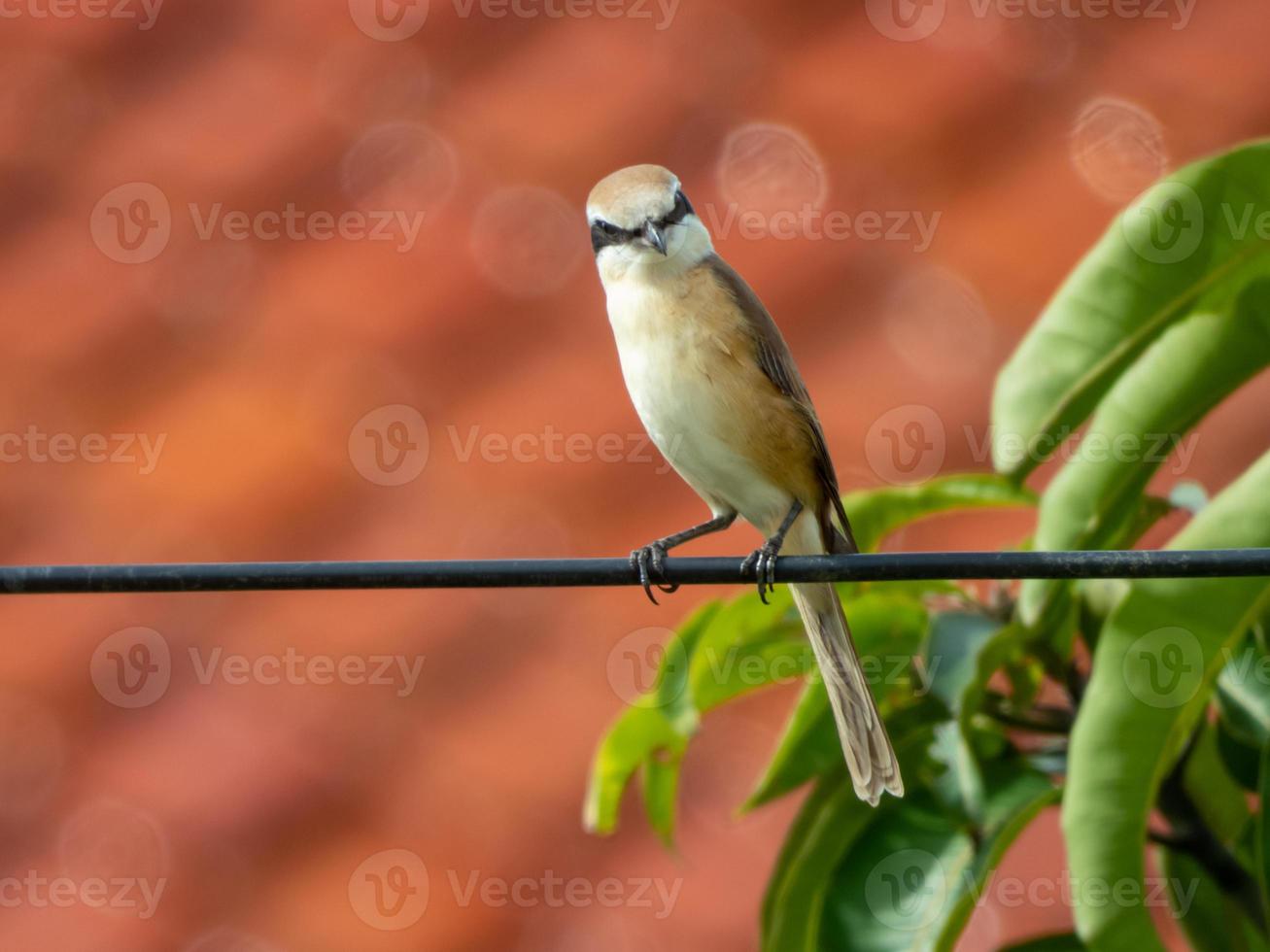 actuación en "The Shrike" marrón descansando en el jardín foto