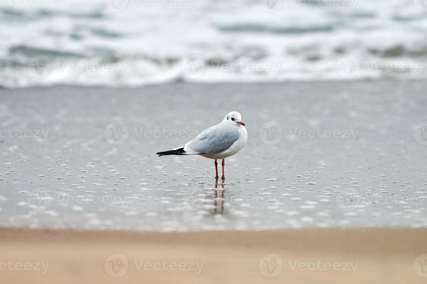 Black-headed seagull at beach, sea and sand background photo