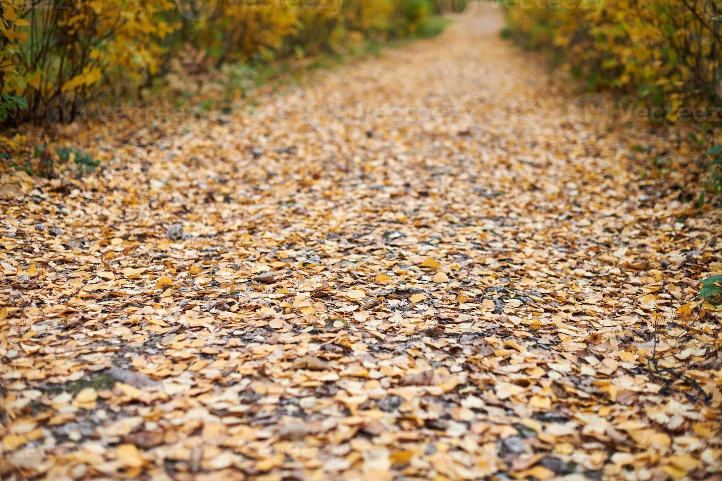 Autumn park pathway photo