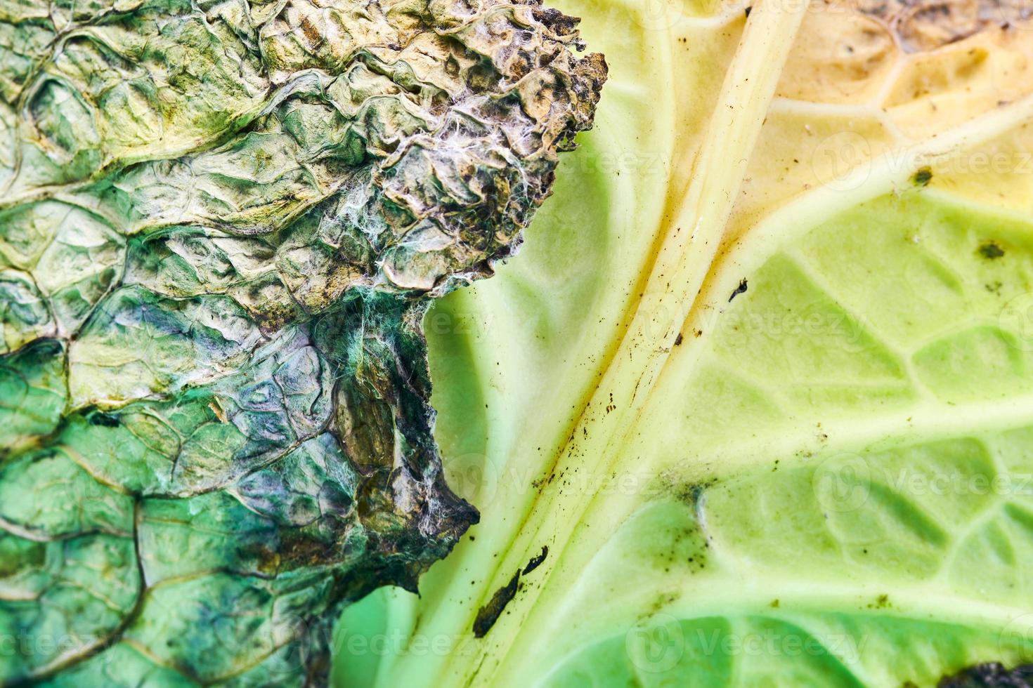 Rotten cabbage, macro, close up. photo