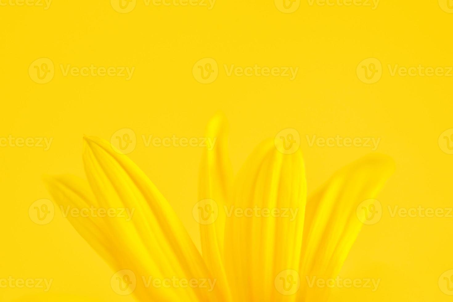 Yellow flower petals of topinambur on yellow background, top copy space, blurred yellow flower photo