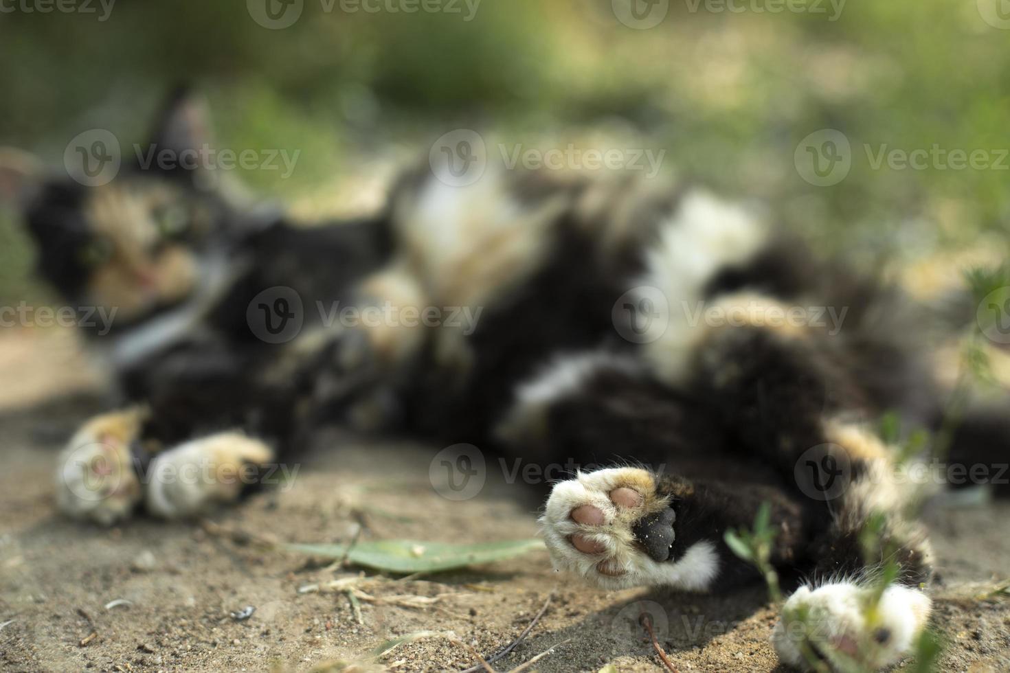 Caressing cat on street. Cat in garden. Cute pet. photo