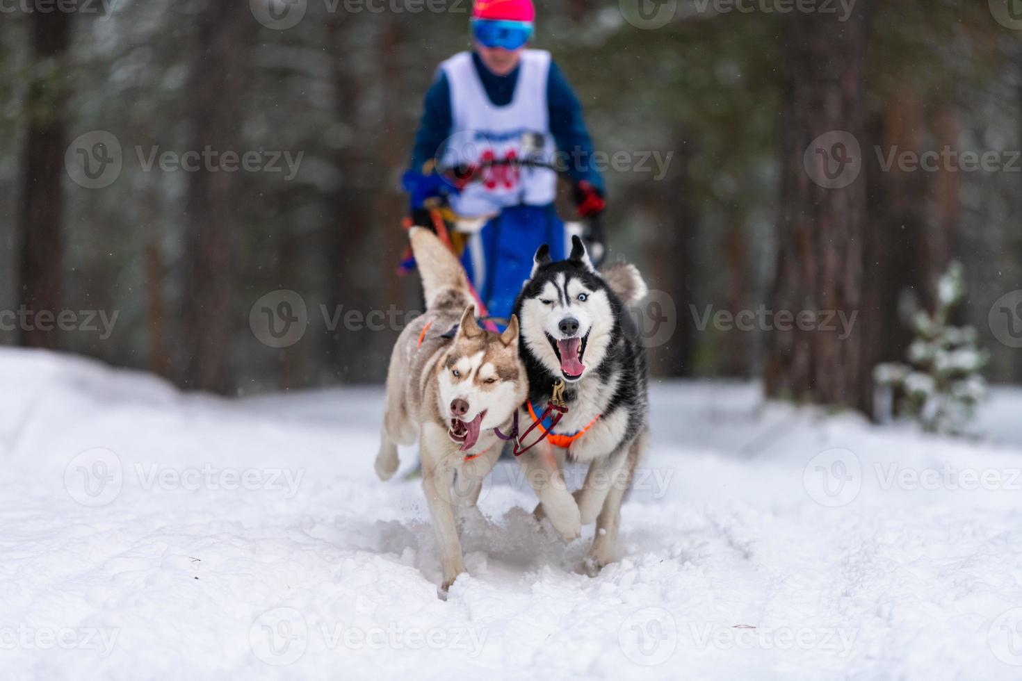 Husky sled dogs team in harness run and pull dog driver. Sled dog racing. Winter sport championship competition. photo