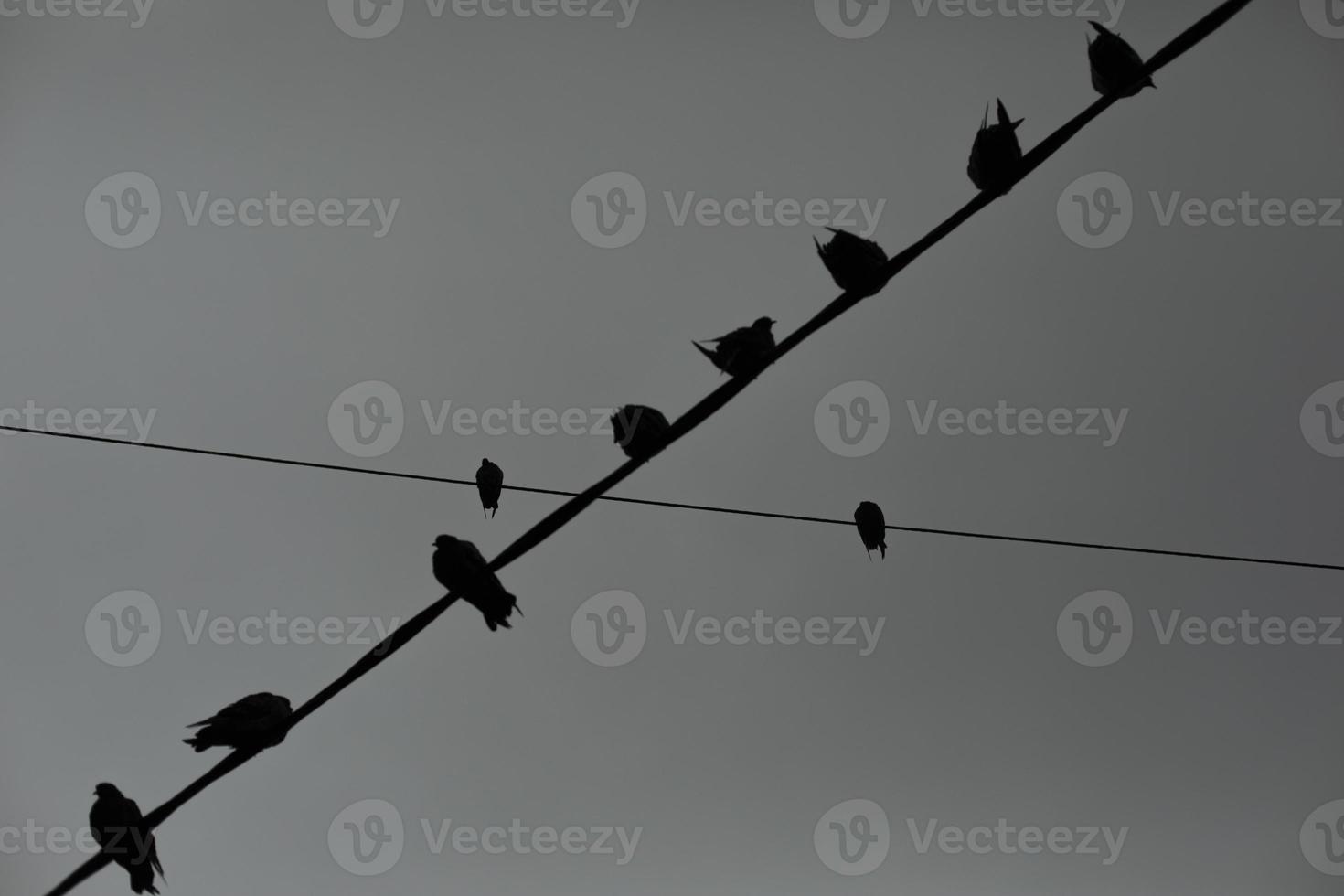 Pigeons on wire. Pigeons against background of gray sky. Lots of birds. photo