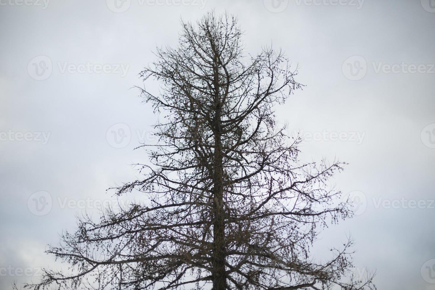 árboles en el parque. árbol contra el cielo. foto