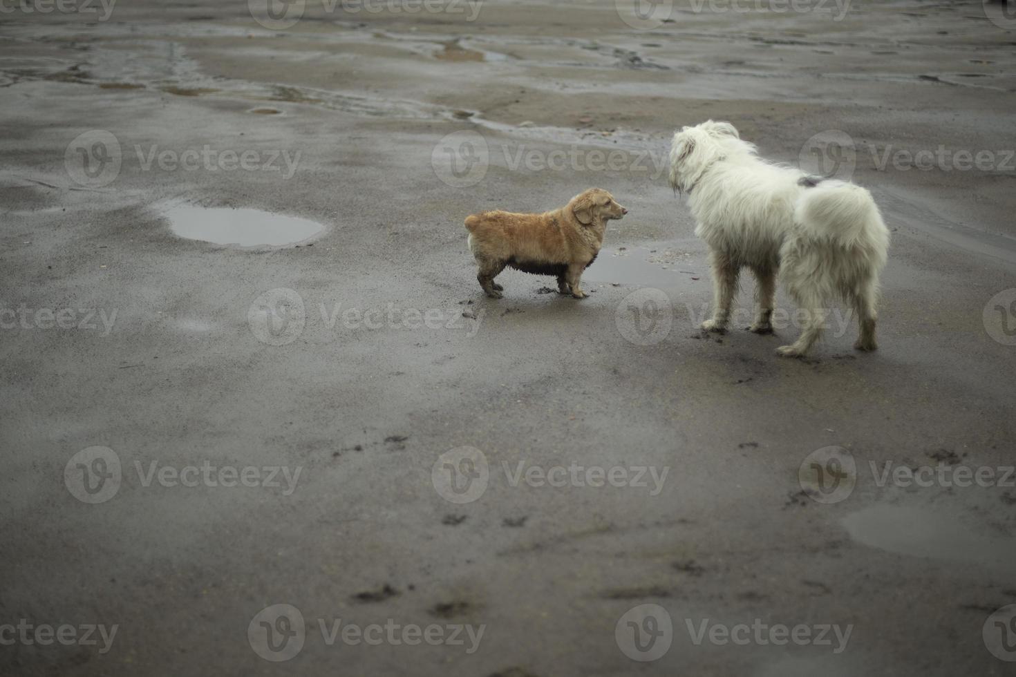 Two dogs meet on street. Animals stand on road. photo
