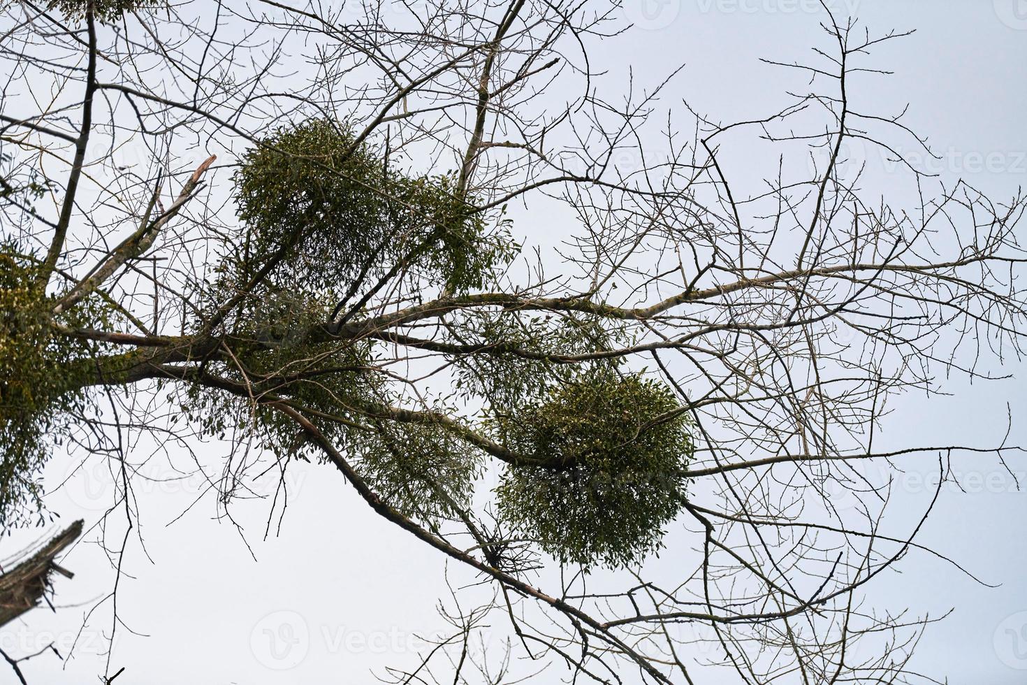 arbustos viscosos en las ramas de los árboles foto