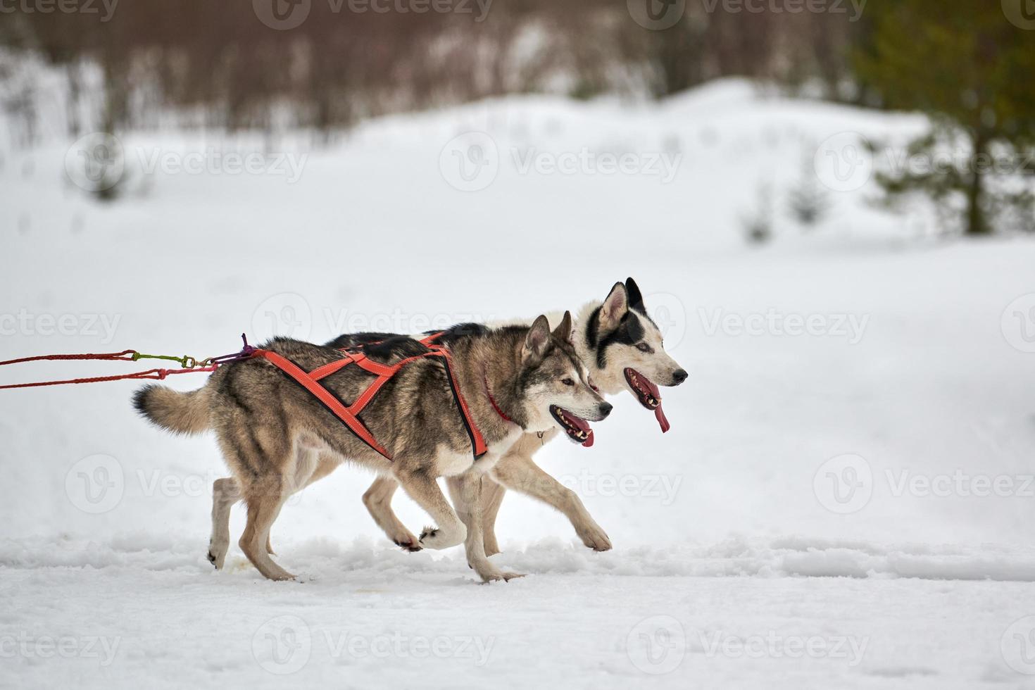 Running Husky dog on sled dog racing photo