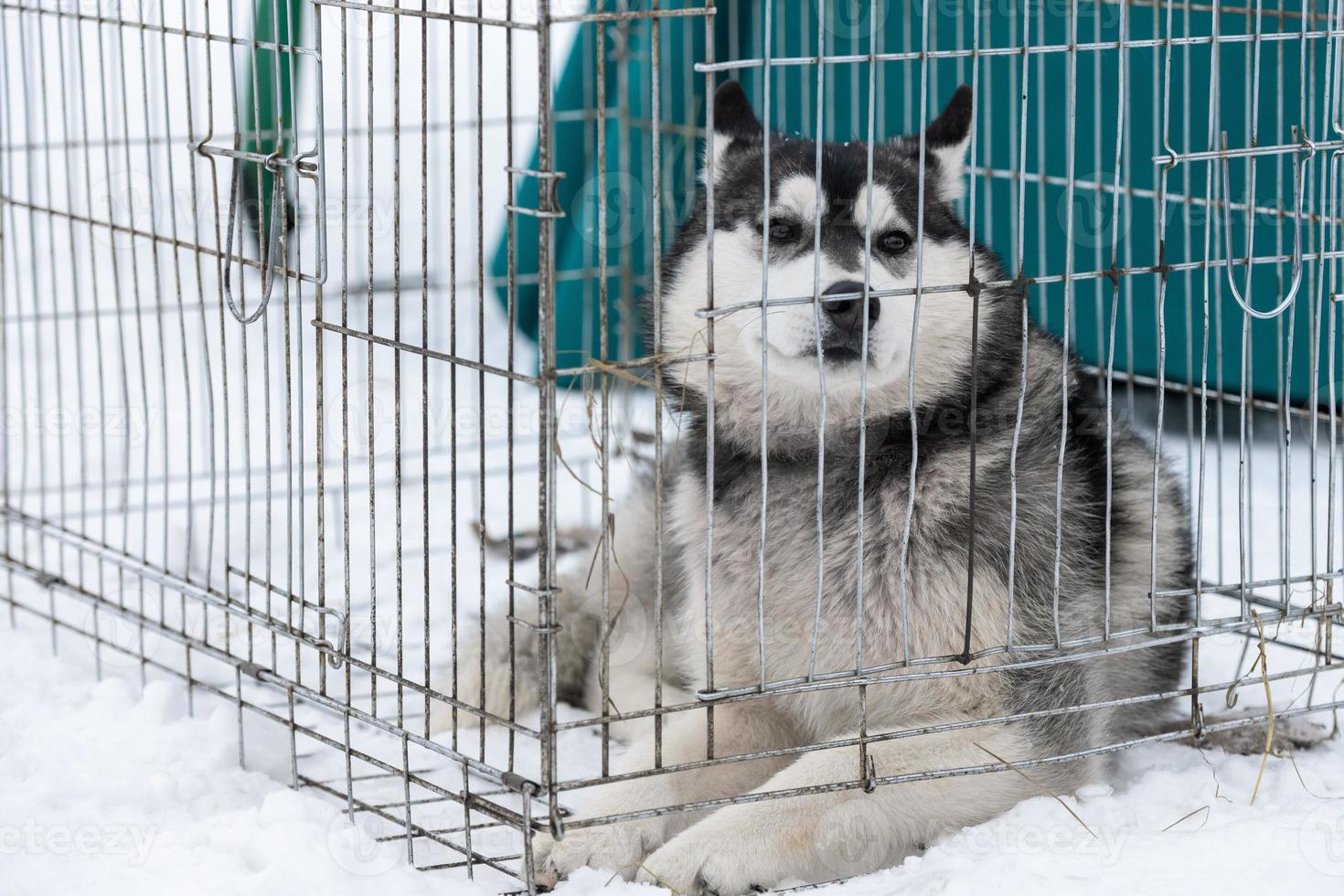 perro husky en jaula transportadora esperando al dueño para el transporte a la competencia de perros de trineo. mascota mira a su alrededor con esperanza. foto