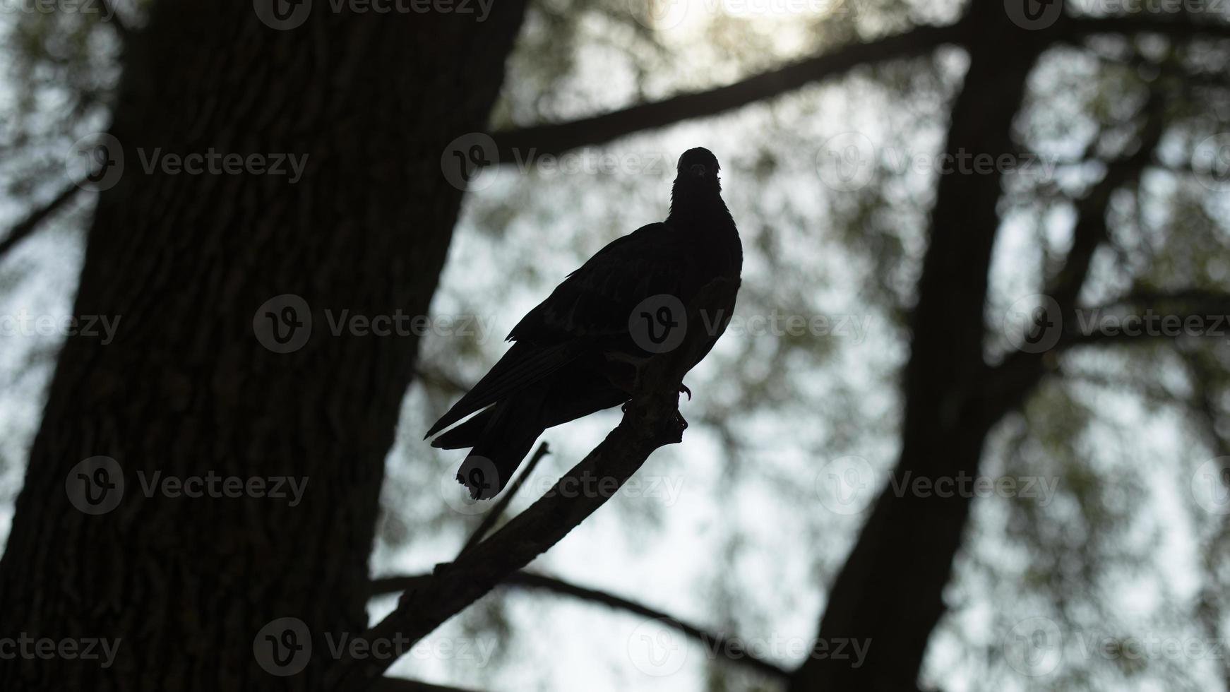 Pigeon on tree branch. Silhouette of pigeon on tree. One bird in summer. photo