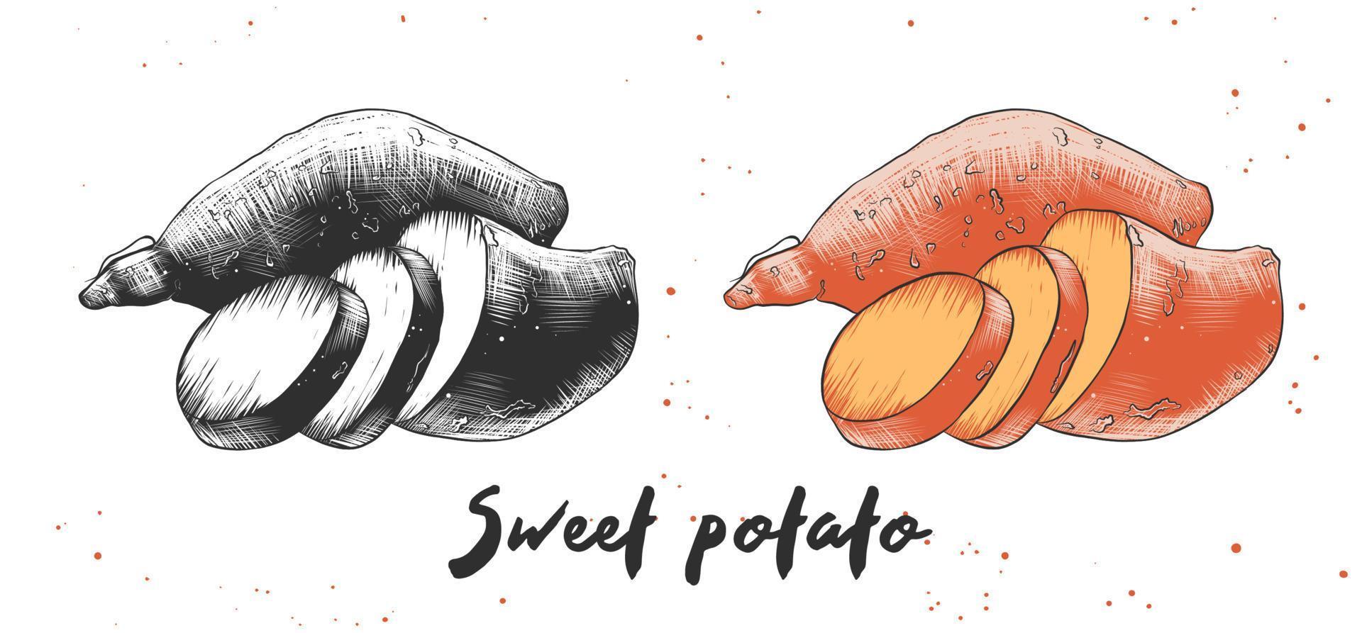 Vector engraved style illustration for posters, decoration and print. Hand drawn sketch of sweet potato in monochrome and colorful. Detailed vegetarian food drawing.